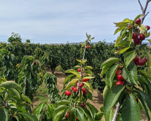 Pick Fresh Fruit at Mike’s U-Pick CHERRIES in Brentwood, CA