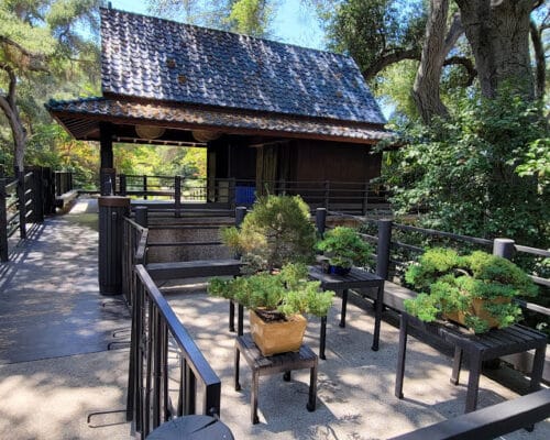 Nature’s Oasis: A Peaceful Escape to Descanso Gardens in Pasadena, CA