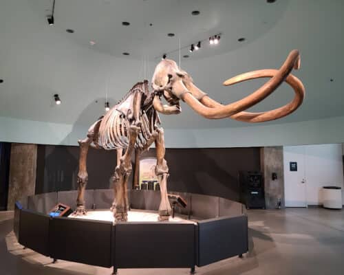 Journey Through Time: Discovering the La Brea Tar Pits and Museum in Los Angeles, CA