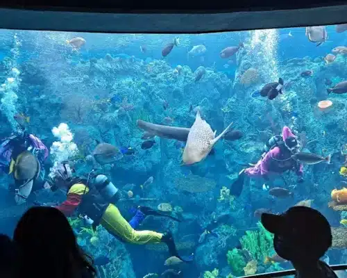 Diving Deep Into the Wonders: a Day at the Aquarium of the Pacific in Long Beach, CA