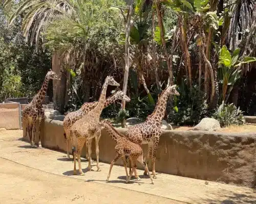 A Wild Day at the Los Angeles Zoo: Animal Adventures in the Heart of Glendale, CA