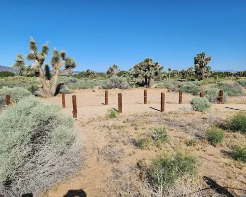 Desert Delights: Exploring the Prime Desert Woodland Preserve in Lancaster, CA