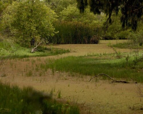 Nature’s Haven: A Visit To Madrona Marsh Preserve And Nature Center In Torrance, CA