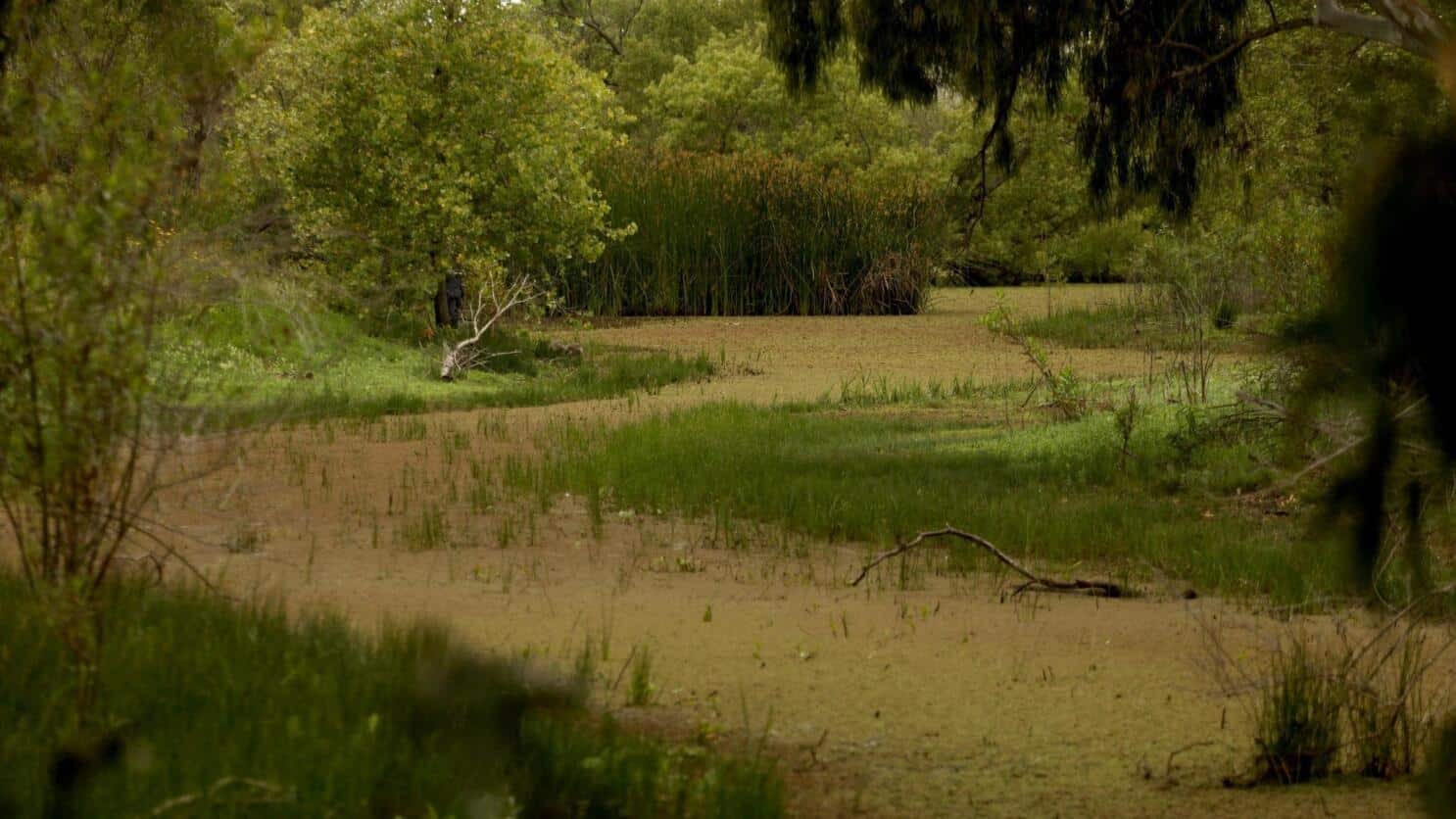 Madrona Marsh Preserve and Nature Center