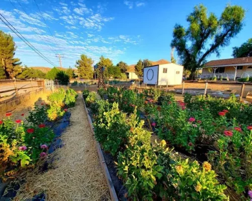 Discovering Rustic Beauty at DeBellis Ranch in Acton, CA