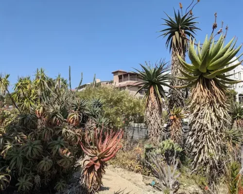 Discover Botanical Beauty at the UCLA Mathias Botanical Garden Near Bel-Air, CA