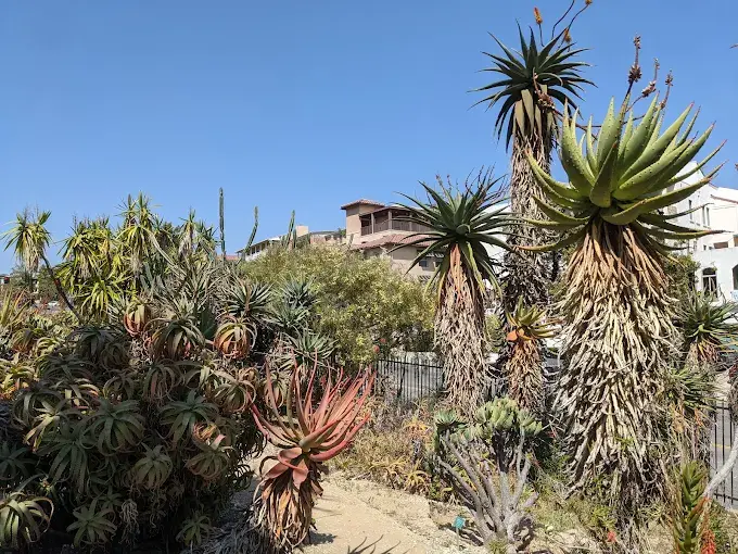 UCLA Mathias Botanical Garden Near Bel-Air, CA